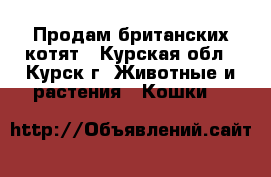 Продам британских котят - Курская обл., Курск г. Животные и растения » Кошки   